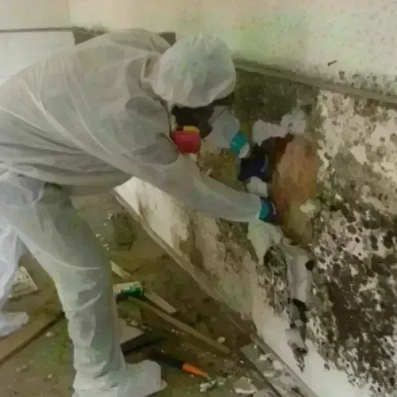 Mold Remediation and Removal in Turner, OR